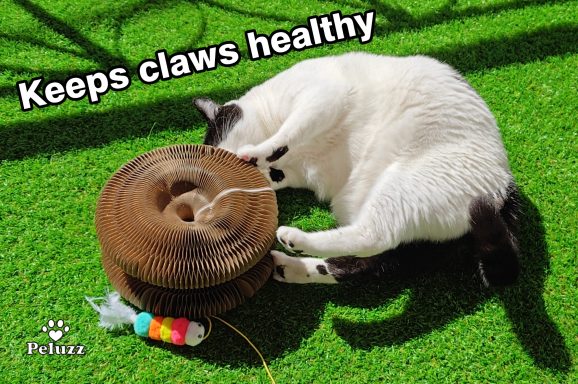 Cat using the Peluzz scratcher to support healthy scratching