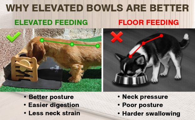 Comparison of elevated feeding and floor feeding for small dogs